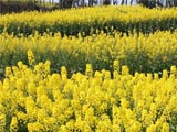 菜籽油加工工艺及营养